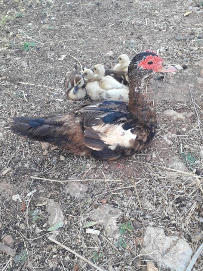 شقة لاغوس  في Quinta Da Jolanda-Happy Family Farm المظهر الخارجي الصورة